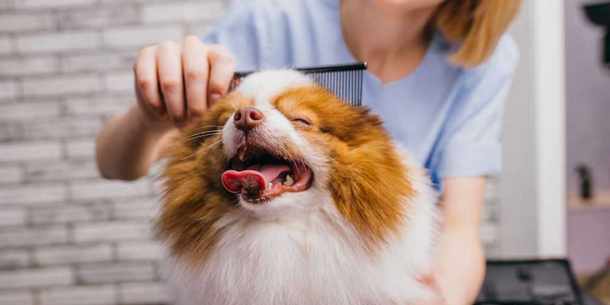 Top 10 Essential Pet Grooming Tools Every Owner Should Have