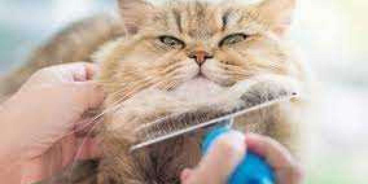 Cat Grooming Tips and Services in Abu Dhabi