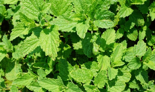 peppermint, plant, tea, drink, summer, garden, kitchen, cosmetics, active ingredient, yummy, ingredient, mint, leaves, herbs, aroma, perfume, spring, nature, fragrance, spa, beauty, beautiful, cellular