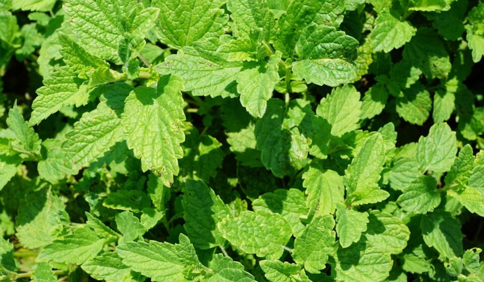 peppermint, plant, tea, drink, summer, garden, kitchen, cosmetics, active ingredient, yummy, ingredient, mint, leaves, herbs, aroma, perfume, spring, nature, fragrance, spa, beauty, beautiful, cellular