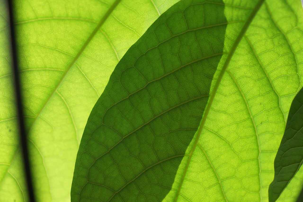 leaves, green, mango, plant, leaf, nature, oganic, natural, healthy, cosmetics, ingredient, bitter, spring, fragrance, aroma, perfume, active ingredient, spa, beauty, beautiful, cellular, women's day, easter, pentecost, garden, park, relaxation, gift, surprise