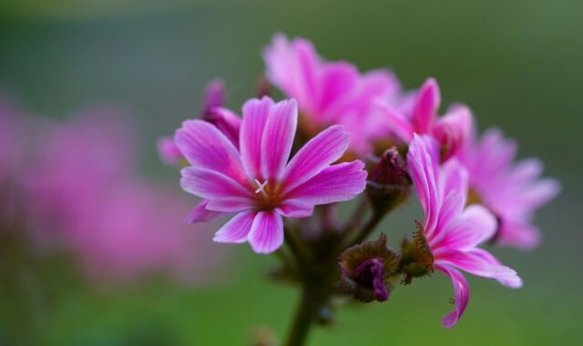 alpine balm, flower, blossom, bloom, pink, nature, plant, flower background, spring, beautiful flowers, bloom, flora, flower wallpaper, beauty, garden