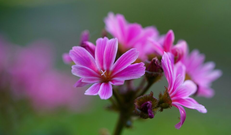 alpine balm, flower, blossom, bloom, pink, nature, plant, flower background, spring, beautiful flowers, bloom, flora, flower wallpaper, beauty, garden