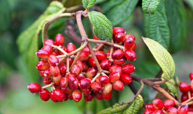 leaf, nature, bio, organic, vegan, herb, plant, trees, green, fall, macro, drops of rain, summer, branches, landscape, leaves, healthy, cosmetics, cellular, cell, water, berry, ordinary snowball, vitamins, meal, mean snowball, spring, fragrance, aroma, perfume, active ingredient, spa, beauty, beautiful