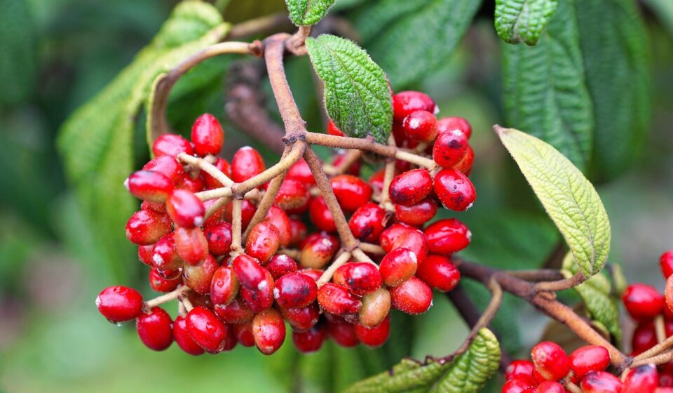 leaf, nature, bio, organic, vegan, herb, plant, trees, green, fall, macro, drops of rain, summer, branches, landscape, leaves, healthy, cosmetics, cellular, cell, water, berry, ordinary snowball, vitamins, meal, mean snowball, spring, fragrance, aroma, perfume, active ingredient, spa, beauty, beautiful