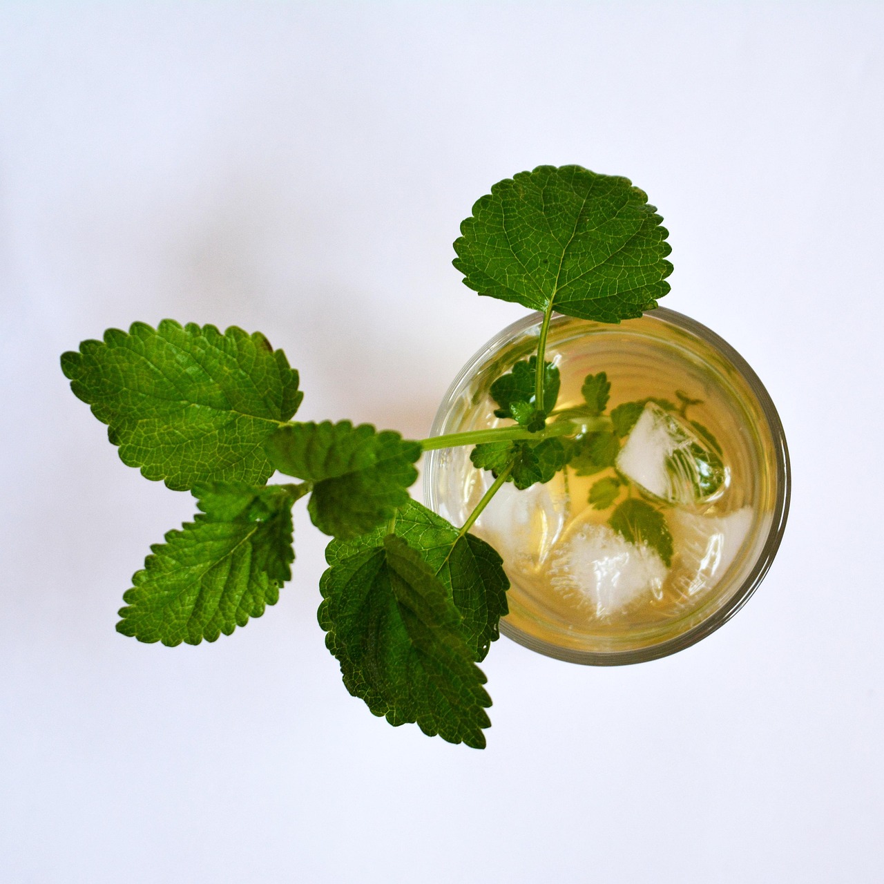 ice tea, melissa officinalis, lemon balm, balm, drink, health, herb, herbal, tea, ice tea, ice tea, melissa officinalis, melissa officinalis, lemon balm, lemon balm, lemon balm, lemon balm, lemon balm