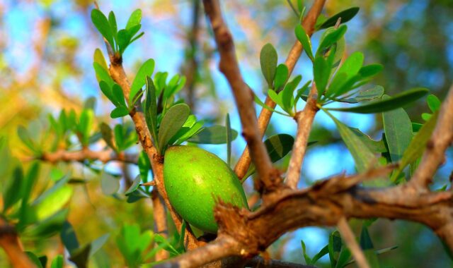 argan tree, argan, nature, fruit, oil, cosmetic, morocco, tree