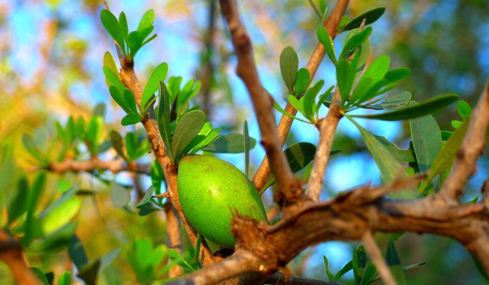 argan tree, argan, nature, fruit, oil, cosmetic, morocco, tree