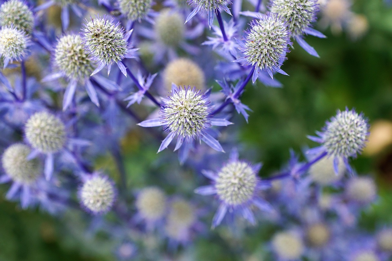 silver, thistle, nature, plant, kitchen, herb, summer, flower background, blue, healing, tea, close up, prickly, blossom, bloom, flower, meadow, beautiful flowers, spur, thistle flower, thistle bud, environmental protection, garden, field, purple, dry, medicinal plant, grass, fall, cosmetics, active ingredient, ingredient, vegan, decoration, market, spa, park, spring, flower wallpaper, fragrance, aroma, perfume, beauty, beautiful