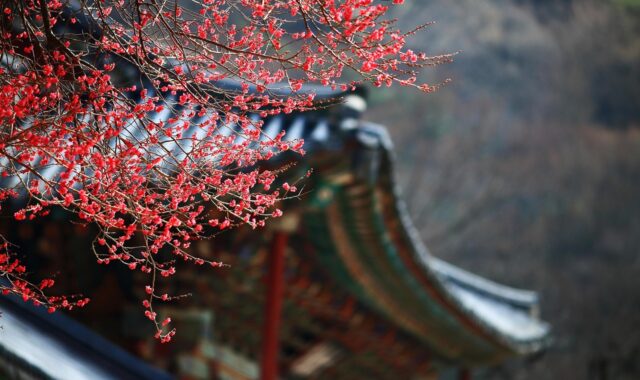 red plum, pink flower, spring flowers, blossom, korea, republic of korea