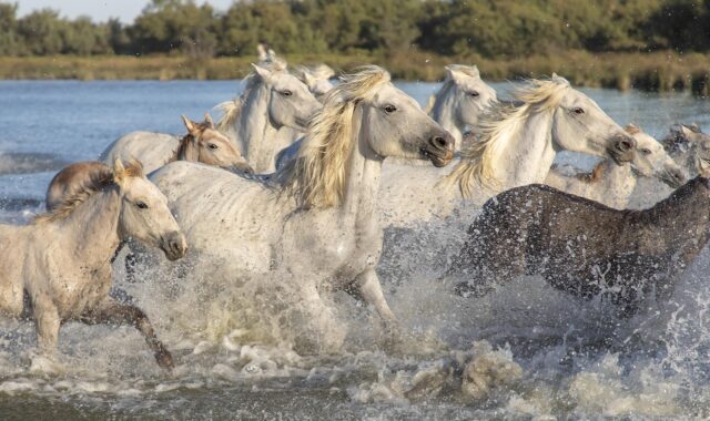 animals, camargue, horses, nature, saintes-maries-de-la-mer, foal, mane, equine, species, fauna, mammal, horses, horses, horses, horses, horses, Provence-Alpes-Côte d'Azur, Saintes-Maries-de-la-Mer, France