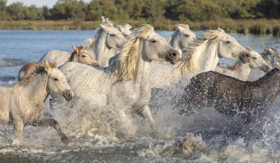 animals, camargue, horses, nature, saintes-maries-de-la-mer, foal, mane, equine, species, fauna, mammal, horses, horses, horses, horses, horses, Provence-Alpes-Côte d'Azur, Saintes-Maries-de-la-Mer, France