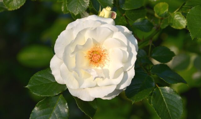 inner wheel rose, rose flower, inner wheel, white rose, flower wallpaper, rose, blossom, flower background, bloom, white roses, plant, beautiful flowers, open rose, blooming, nature, flower, white