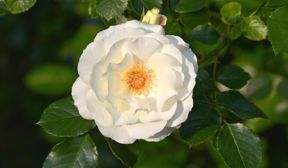 inner wheel rose, rose flower, inner wheel, white rose, flower wallpaper, rose, blossom, flower background, bloom, white roses, plant, beautiful flowers, open rose, blooming, nature, flower, white