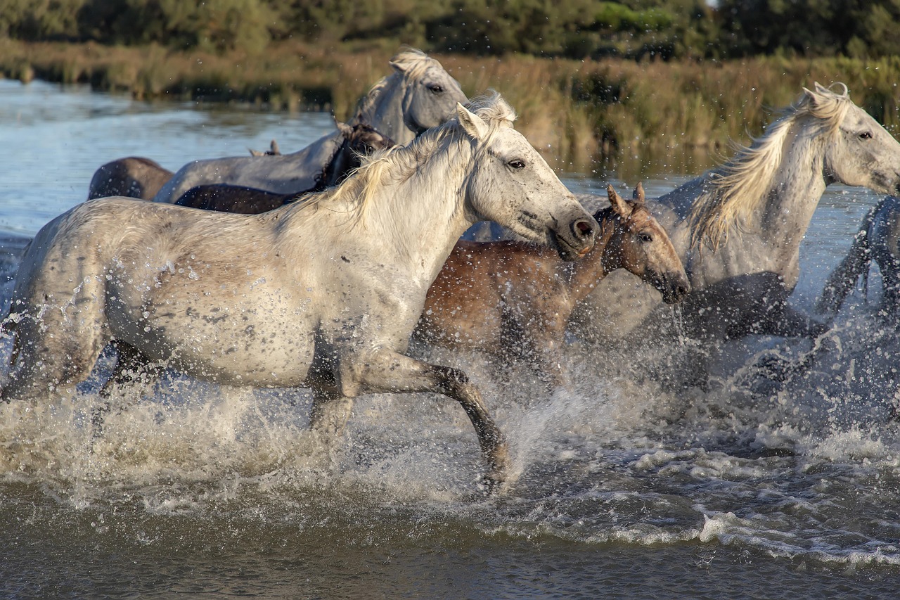 horses, animals, river, running, nature, water, splash, horses, horses, horses, horses, horses, river, running, Provence-Alpes-Côte d'Azur, Saintes-Maries-de-la-Mer, France