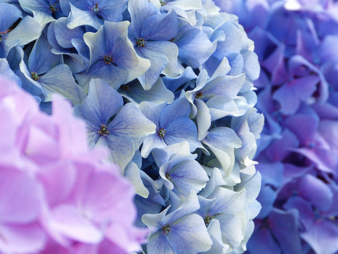 hydrangea, blossoms, hydrangea flower, splendid colors, blue, summer, blooms, close up, greeting card, gorgeous, beauty, perfection, color therapy, wellness, calming, to dye, meditation, yoga, soul, nature, inner, silence, quiet, relaxation