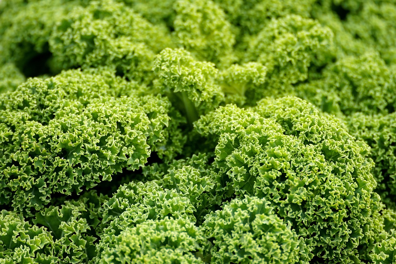 green cabbage, kale, agriculture, vegetable, vegan, food, kale, kale, kale, kale, kale