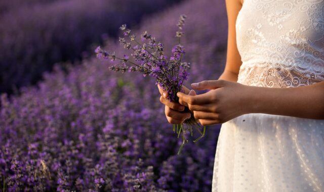 lavender, flowers, bouquet, plants, purple, summer, beautiful flowers, flora, garden, colors, field, grass, herb, architecture, gardening, vegetation, hands, fingers, touching, keeps, girl, flower wallpaper, flower background, nature