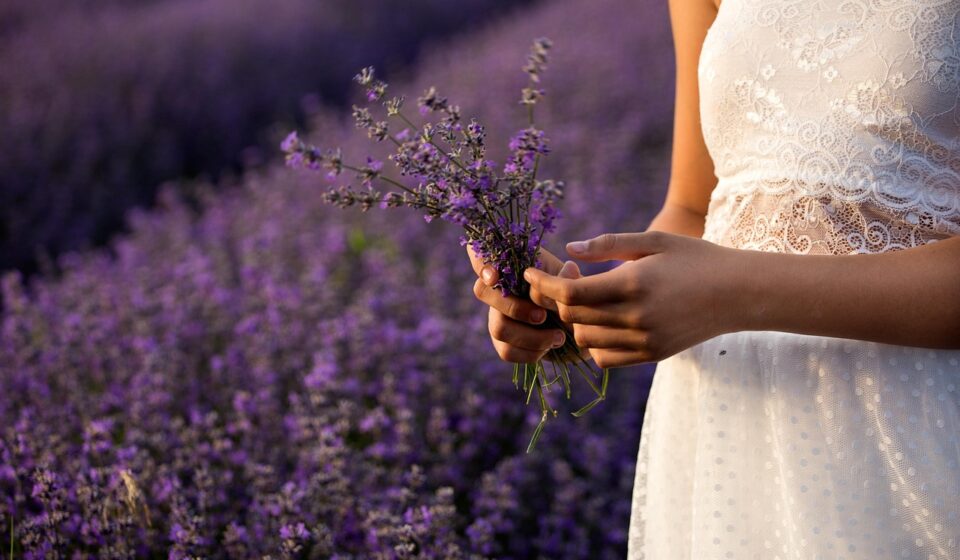 lavender, flowers, bouquet, plants, purple, summer, beautiful flowers, flora, garden, colors, field, grass, herb, architecture, gardening, vegetation, hands, fingers, touching, keeps, girl, flower wallpaper, flower background, nature