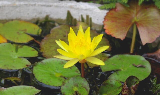 lilly, flower background, yellow, sri lanka, blossom, bloom, nature, plant, garden, flower wallpaper, pond, flower, beautiful flowers, water, pattern, colorful, ella