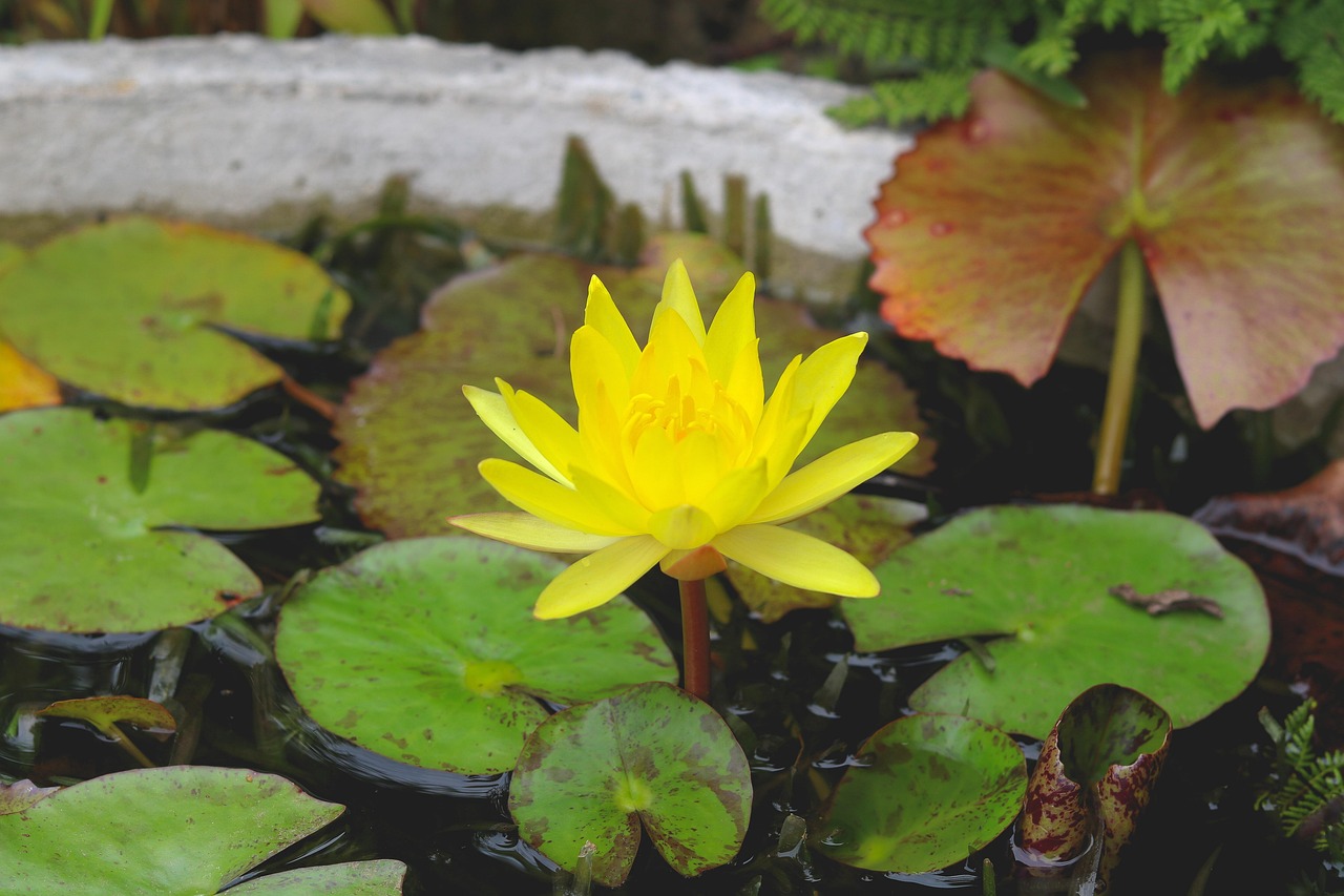 lilly, flower background, yellow, sri lanka, blossom, bloom, nature, plant, garden, flower wallpaper, pond, flower, beautiful flowers, water, pattern, colorful, ella